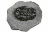 Detailed Hollardops Trilobite - Ofaten, Morocco #382841-2
